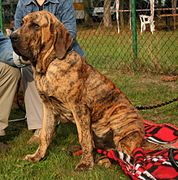 Mastiff brésilien