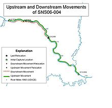 Map created from GIS database depicting the movements of individual sturgeon Fish Movements USGS.JPG