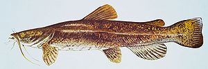 Flathead catfish (Pylodictis olivaris)