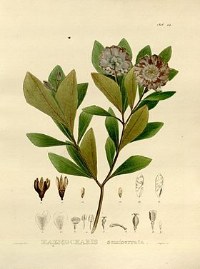 Gordonia fruticosa, única espécie representante da família que ocorre naturalmente no Brasil.