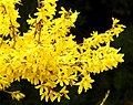 Hoa Forsythia