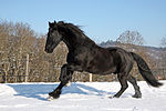 Un cheval noir, protagoniste du conte du diable bâtisseur d’églises au Québec.