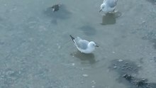 Файл: Gulls Foot paddling.webm