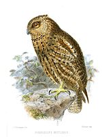 Miniatura para Otus insularis