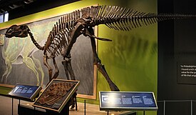 Hadrosauruksen luuranko