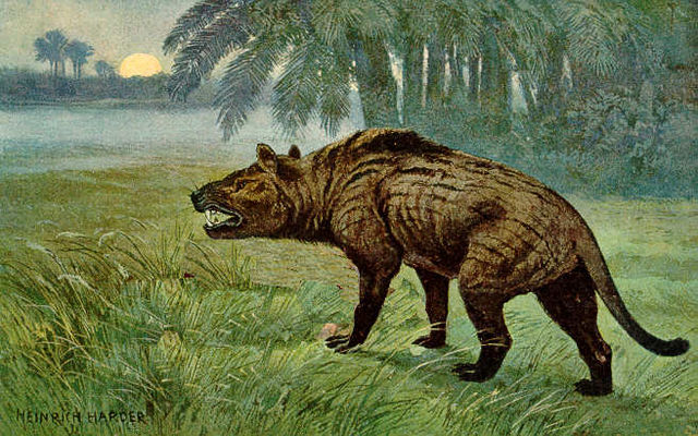 Un Hyaenodon