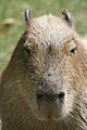 Capybara im Kölner Zoo