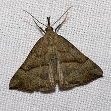 Hypena.proboscidalis.7469.jpg