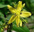 Hypericum hirsutum