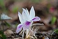 Indian crocus