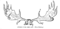 Das größte bekannte Geweih entwickelte der ausgestorbene Riesenhirsch (Megaloceros)