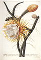 Selenicereus grandiflorus, gravure de Plantae selectae.