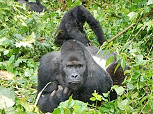 Eastern lowland gorilla in the Kahuzi-Biega National Park, Democratic Republic of the Congo Kbnpsilverbackandchild.jpg