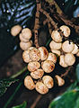 Fruits de Kerriodoxa elegans