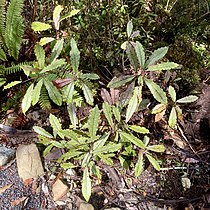 Tawheowheo (Quintinia serrata)