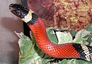 Lampropeltis-triangulum-sinaloae-013.jpg