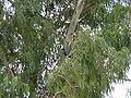 Langschwanz-Glanzstar Long-tailed Glossy-starling