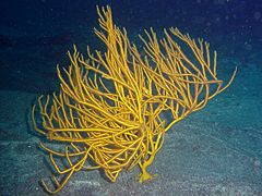 Leptogorgia viminalis, Acantilado de los Gigantes, Isla de Tenerife, España