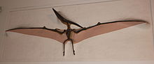 London Pteranodon.jpg
