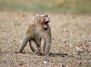 Macaco de cua de porc septentrional (Macaca leonina)