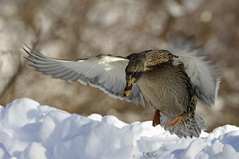 Canard colvert femelle.