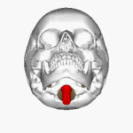 ヒト頭蓋骨をやや下から眺めた動画。延髄（赤）が通過している穴が大後頭孔。（Anatomography）