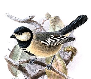 Melaniparus thruppi