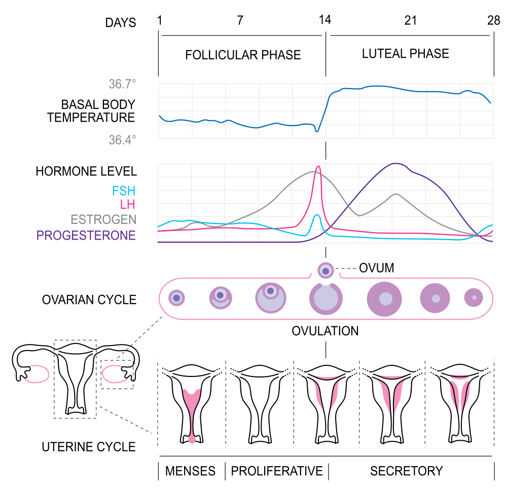 Female Hormone Levels Chart