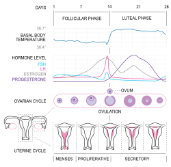 Menstrual sikl