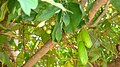 Jeune infrutescence de Byrsonima crassifolia (et de Averrhoa bilimbi) à Puerto El Diamante (près de Granada, Nicaragua)