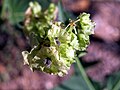 Oxybaphus nyctagineus (sin. Mirabilis nyctaginea), pianta simile alla bella di notte, a foglie cuoriformi, naturalizzata in Lombardia