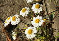 Mutterkraut, Tanacetum parthenium