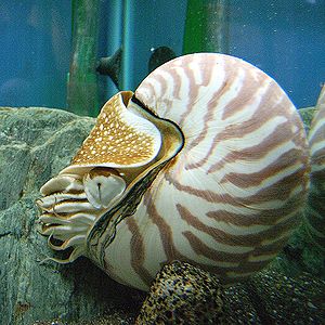 Nautilus bears a pinhole eye