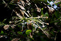 inflorescence de Posoqueria longiflora
