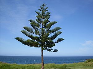 norfolka araŭkario (Araucaria heterophylla), Norfolkinsulo