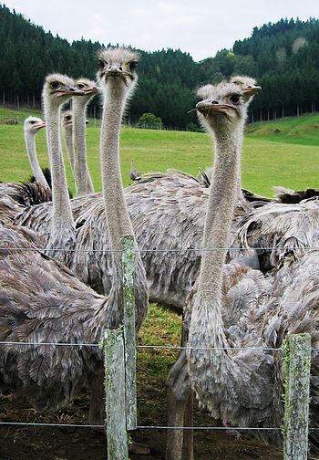 Ostriches (Struthio camelus) on a farm in New ...