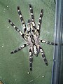 印度華麗雨林 Poecilotheria regalis