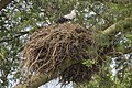 Adult on nest at Kazinga Channel, Uganda