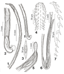 Cavisoma magnum