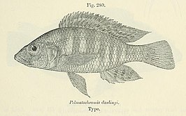 Pharyngochromis