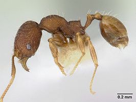 Pheidole lignicola