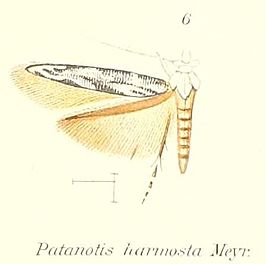 Patanotis harmosta