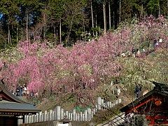 Plums in Full Bloom at Oagata Shrine