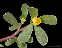 Vihannesportulakka (Portulaca oleracea)