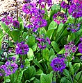 Primula beesiana