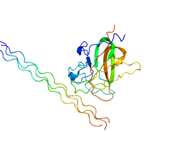 Протеин DDR2 PDB 2WUH.png