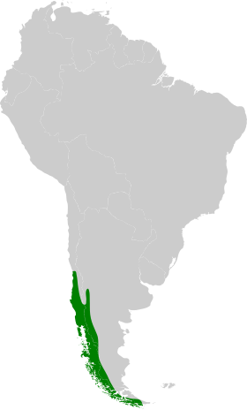 Distribución geográfica del picolezna comesebo.