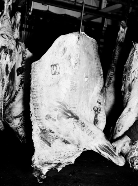 File:Queensland State Archives 1730 Beef cattle carcasses at abattoir January 1955.png