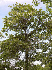 Quercus marilandica[англ.]