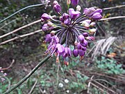 花糸が花被から突出する。